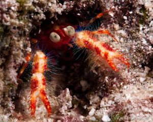 Segmented eyes / Only able to shoot one angle as there wa... by James Deverich 